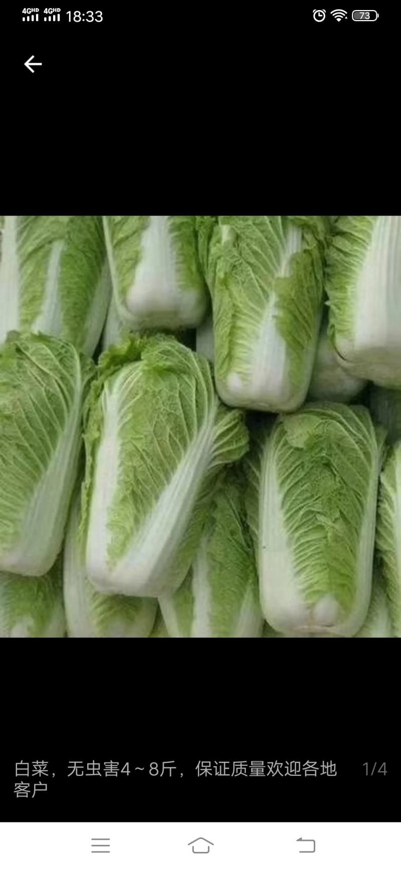 北京三号大白菜，保证质量，适合冬储，产地代发全国。