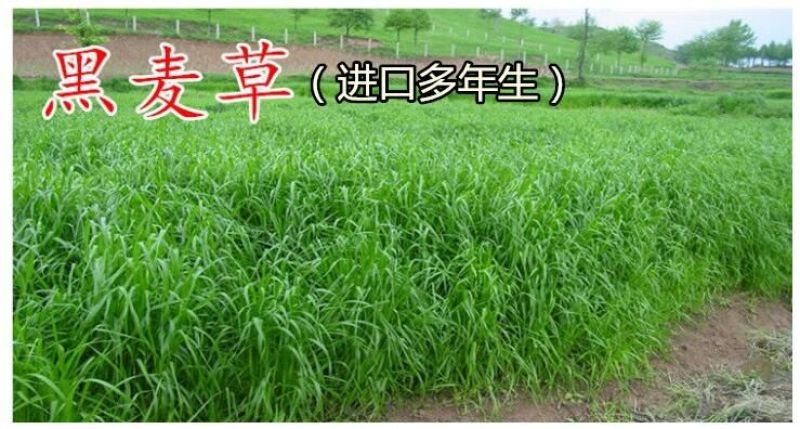 进口耐寒牧草种子多年生黑麦草种子四季常青鸡鸭鹅猪牛羊鱼草