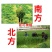 进口耐寒牧草种子多年生黑麦草种子四季常青鸡鸭鹅猪牛羊鱼草