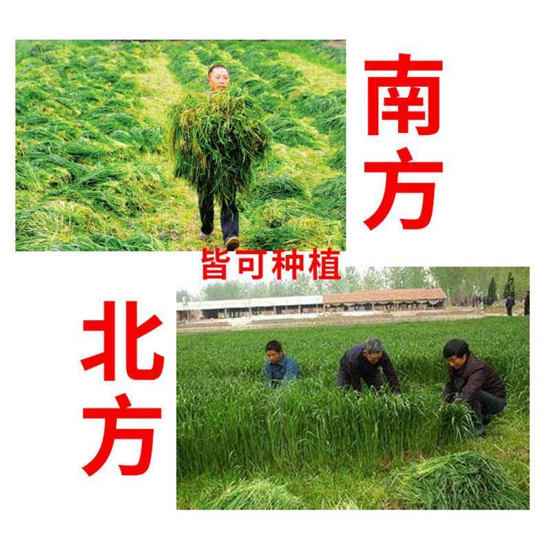 进口耐寒牧草种子多年生黑麦草种子四季常青鸡鸭鹅猪牛羊鱼草