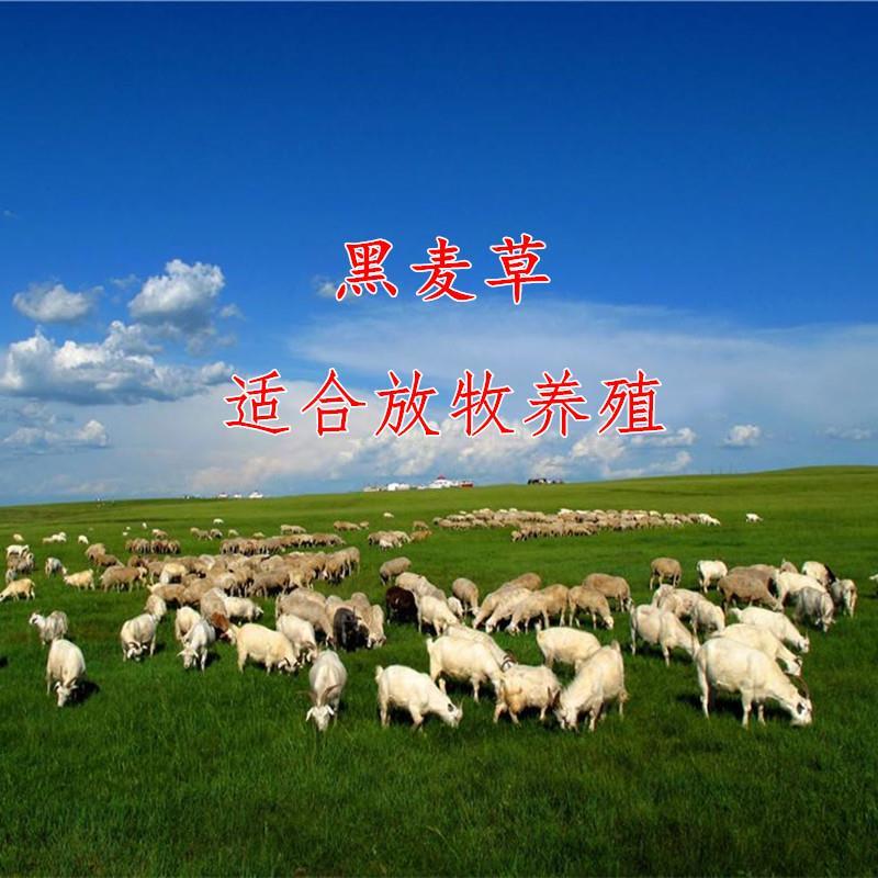 进口耐寒牧草种子多年生黑麦草种子四季常青鸡鸭鹅猪牛羊鱼草
