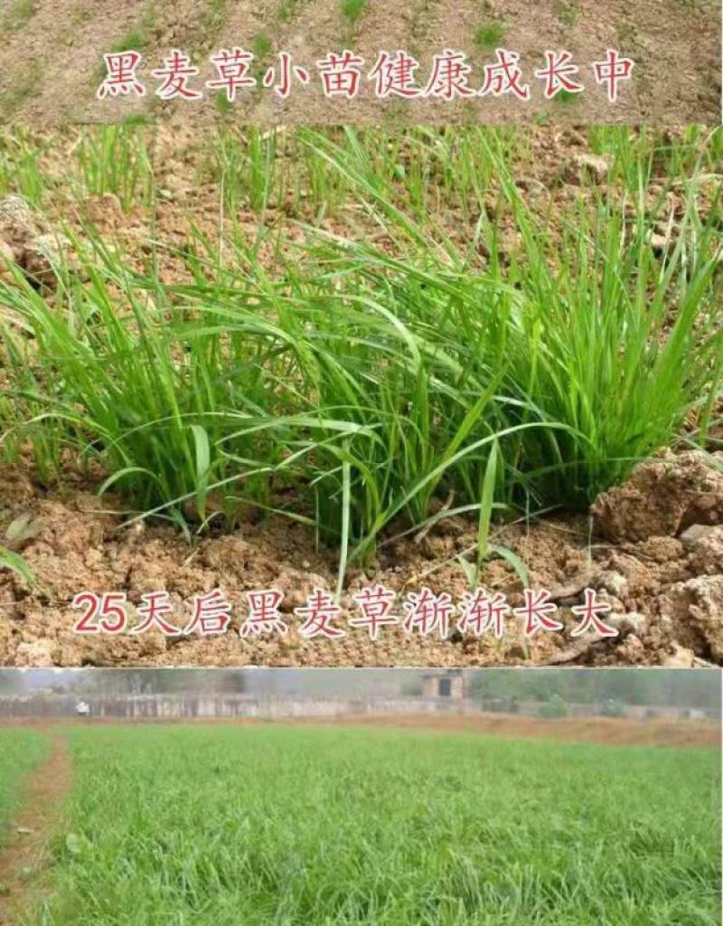 进口耐寒牧草种子多年生黑麦草种子四季常青鸡鸭鹅猪牛羊鱼草