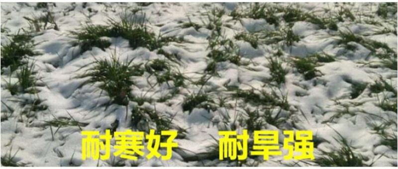 进口耐寒牧草种子多年生黑麦草种子四季常青鸡鸭鹅猪牛羊鱼草