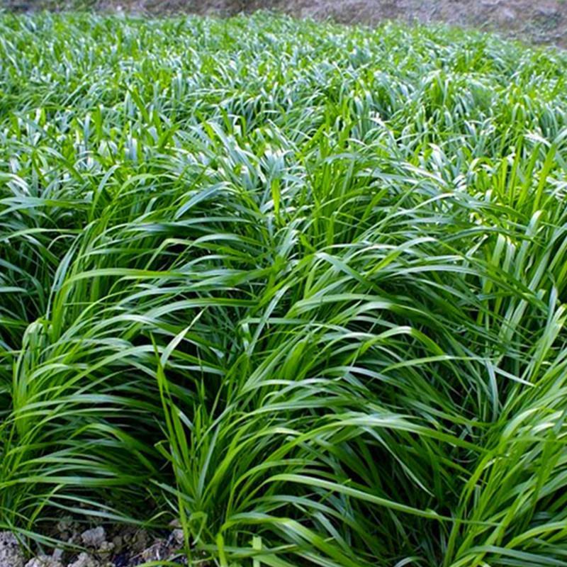 进口耐寒牧草种子多年生黑麦草种子四季常青鸡鸭鹅猪牛羊鱼草