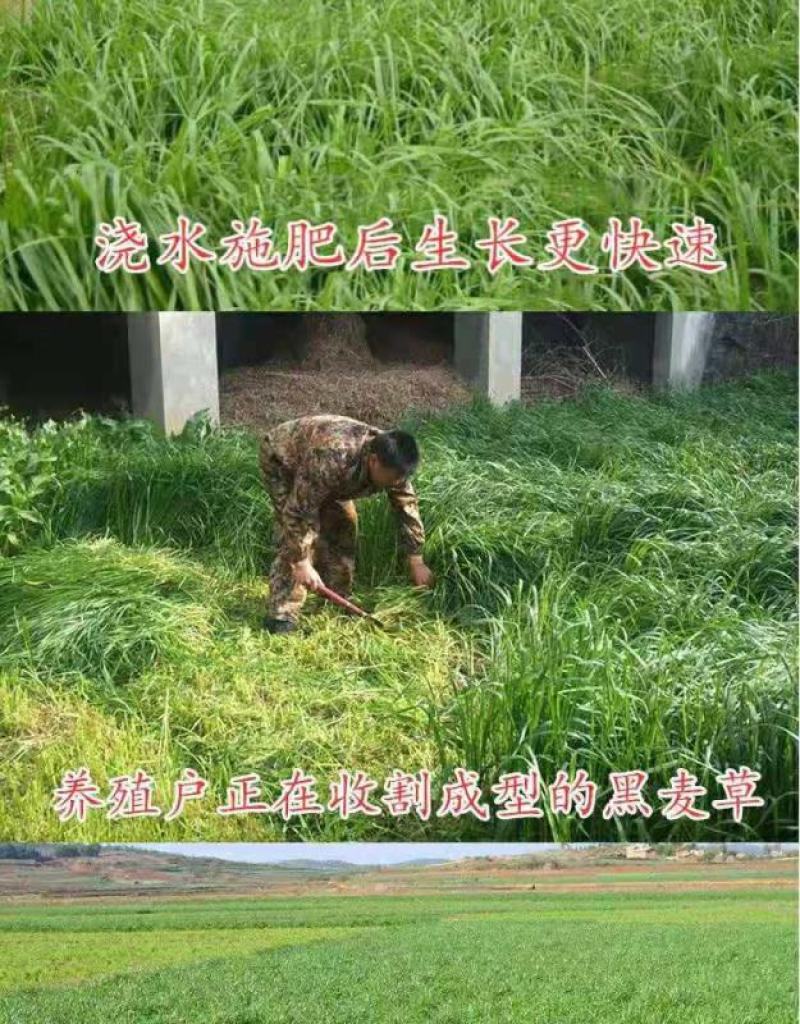 进口耐寒牧草种子多年生黑麦草种子四季常青鸡鸭鹅猪牛羊鱼草