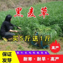 进口耐寒牧草种子多年生黑麦草种子四季常青鸡鸭鹅猪牛羊鱼草