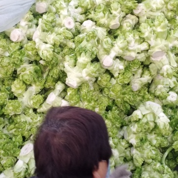 精品儿菜和大量红胡萝人