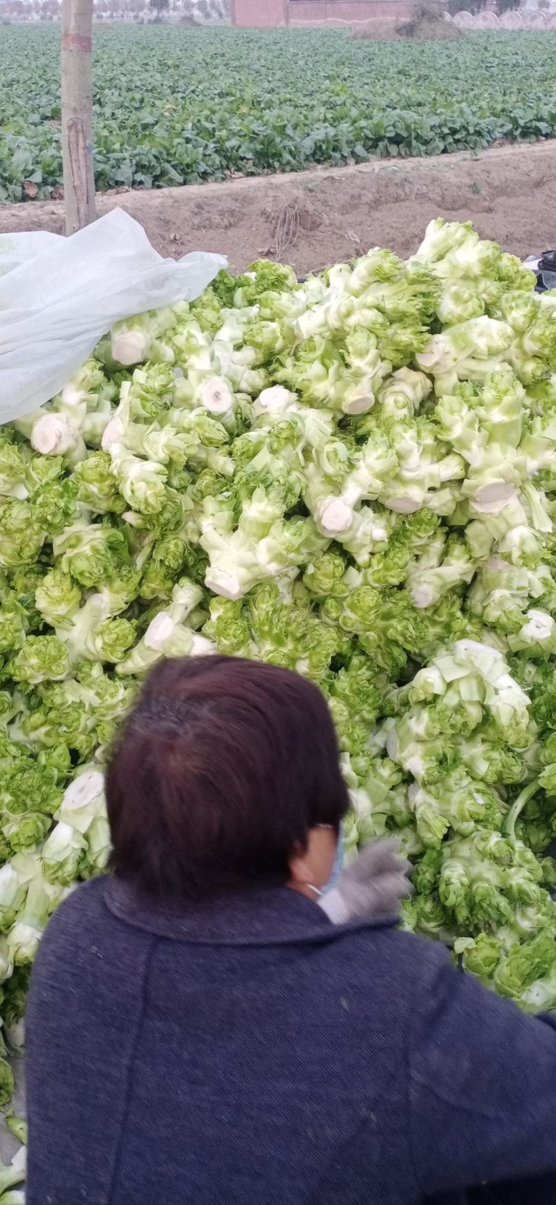 精品儿菜和大量红胡萝人