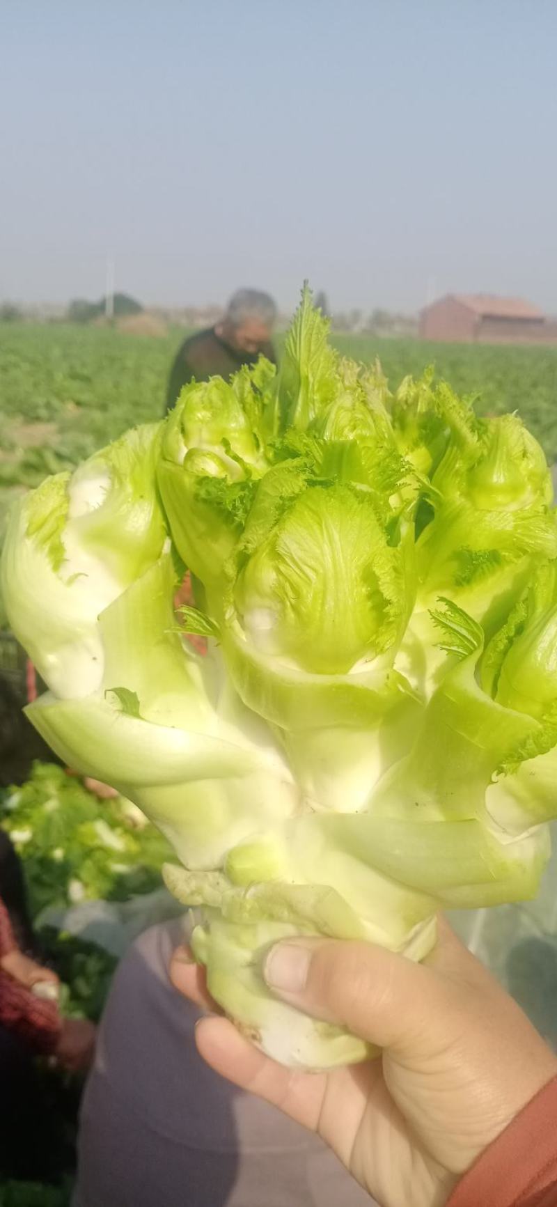 精品儿菜和大量红胡萝人
