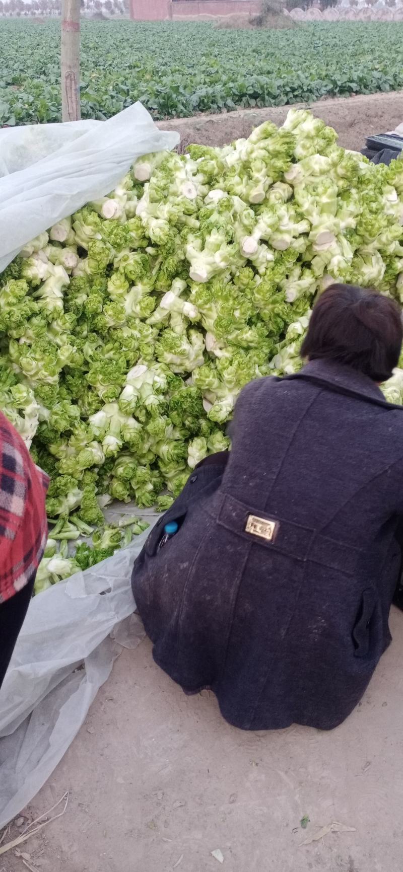 精品儿菜和大量红胡萝人
