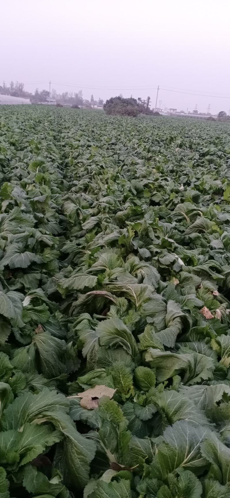 精品儿菜和大量红胡萝人