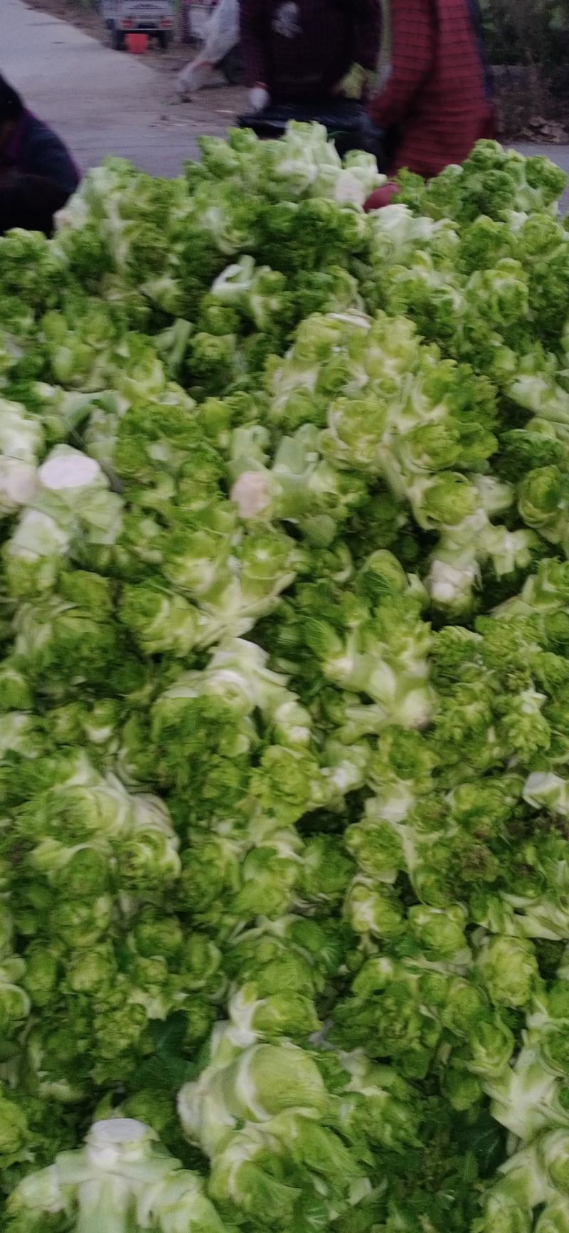 精品儿菜和大量红胡萝人