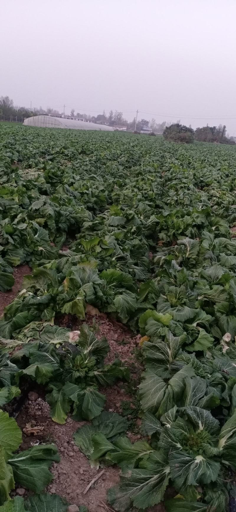 精品儿菜和大量红胡萝人