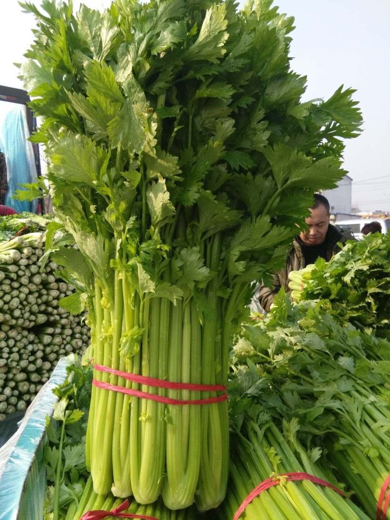 西芹，砀山西芹，玻璃脆，文图拉，一手货源，保证质量。