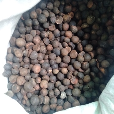 茶油籽，现在正式开业了。欢迎老板