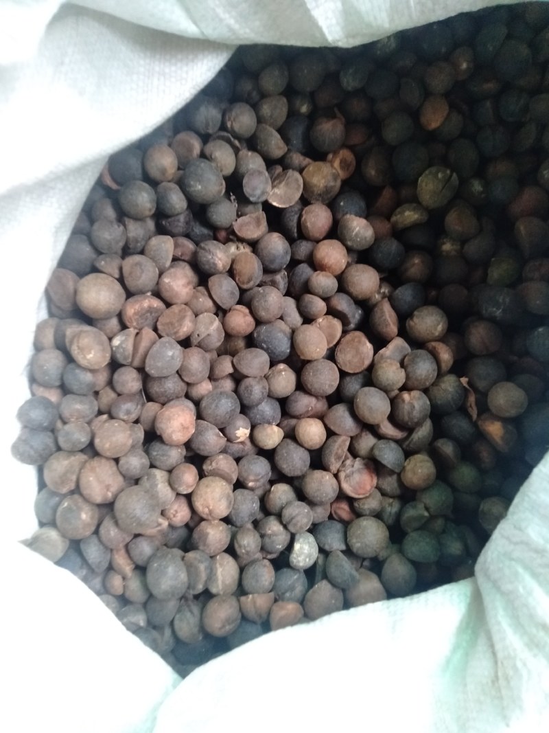 茶油籽，现在正式开业了。欢迎老板