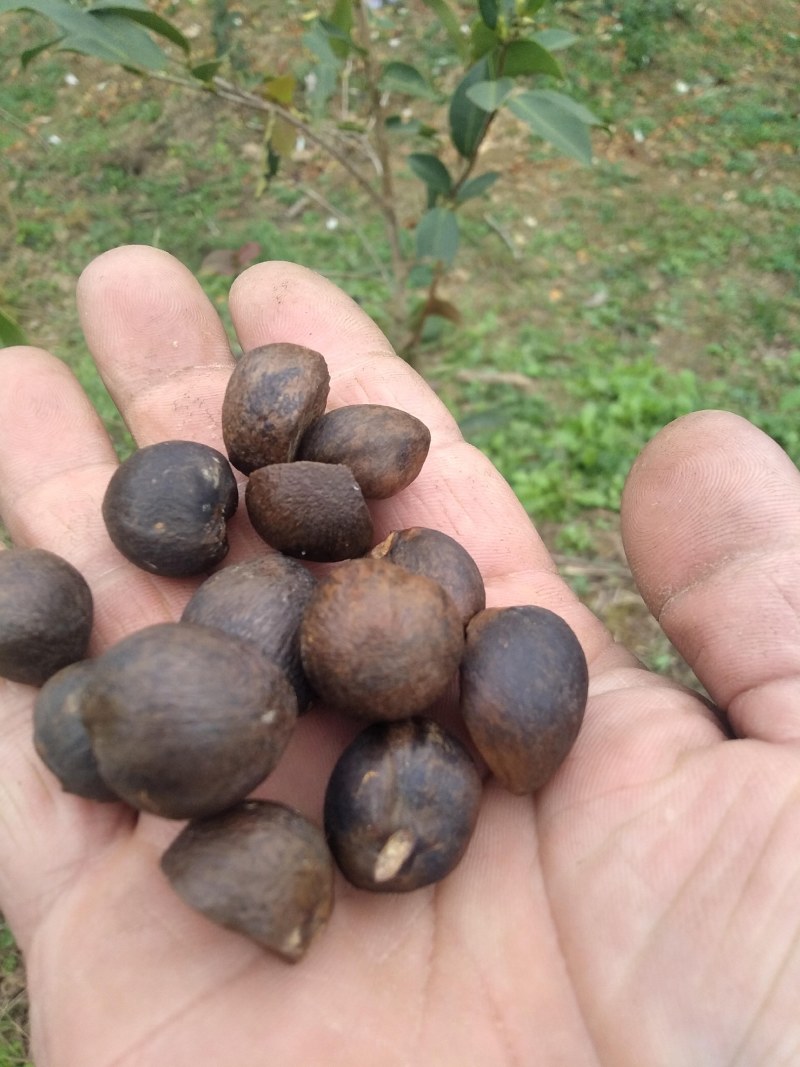 茶油籽，现在正式开业了。欢迎老板