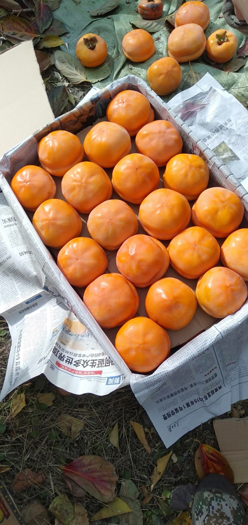 磨盘柿子香甜可口各大口赶好