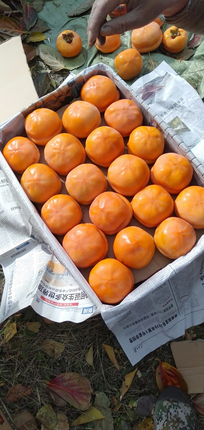磨盘柿子香甜可口各大口赶好