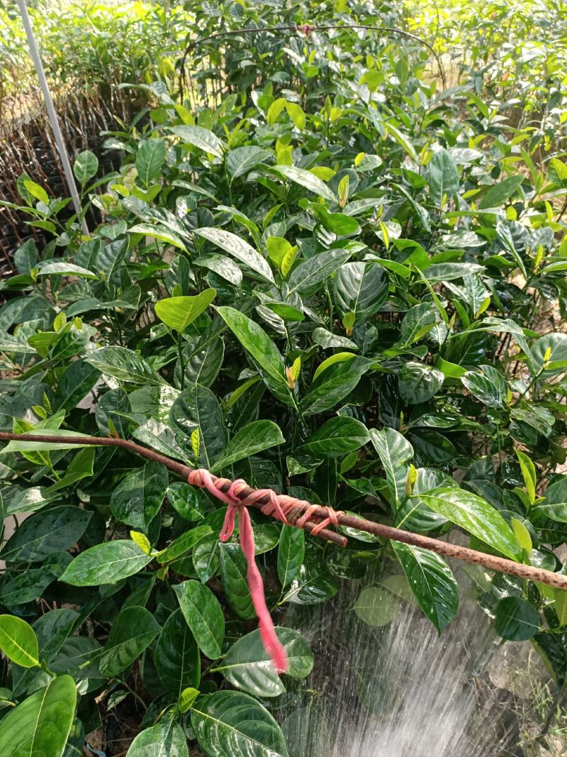 菠萝蜜树苗(原土中杯苗)嫁接苗泰国12号8号5号马来一号