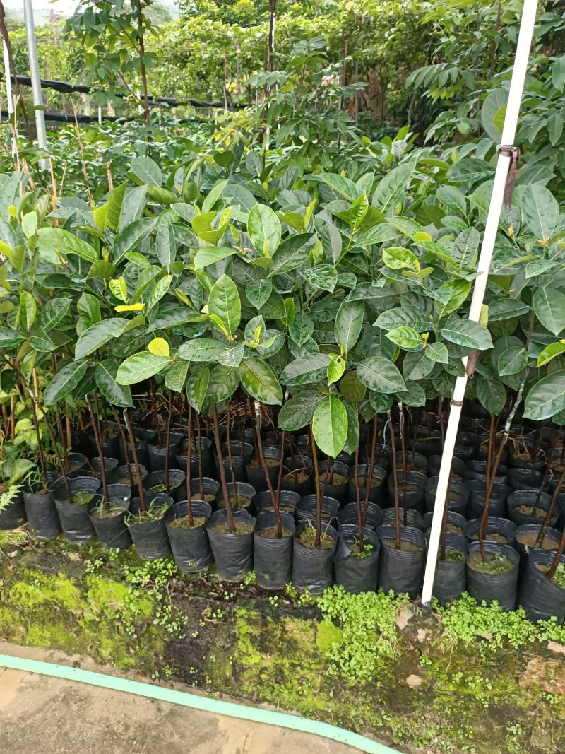 菠萝蜜树苗(原土中杯苗)嫁接苗泰国12号8号5号马来一号