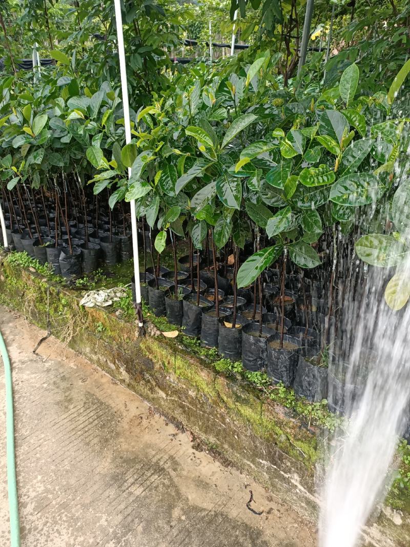 菠萝蜜树苗(原土中杯苗)嫁接苗泰国12号8号5号马来一号