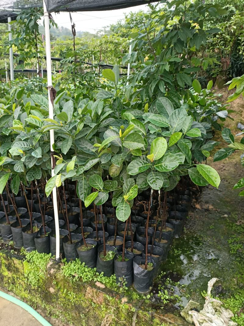 菠萝蜜树苗(原土中杯苗)嫁接苗泰国12号8号5号马来一号