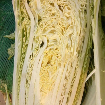 精品黄心大白菜大量供应