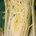 精品黄心大白菜大量供应