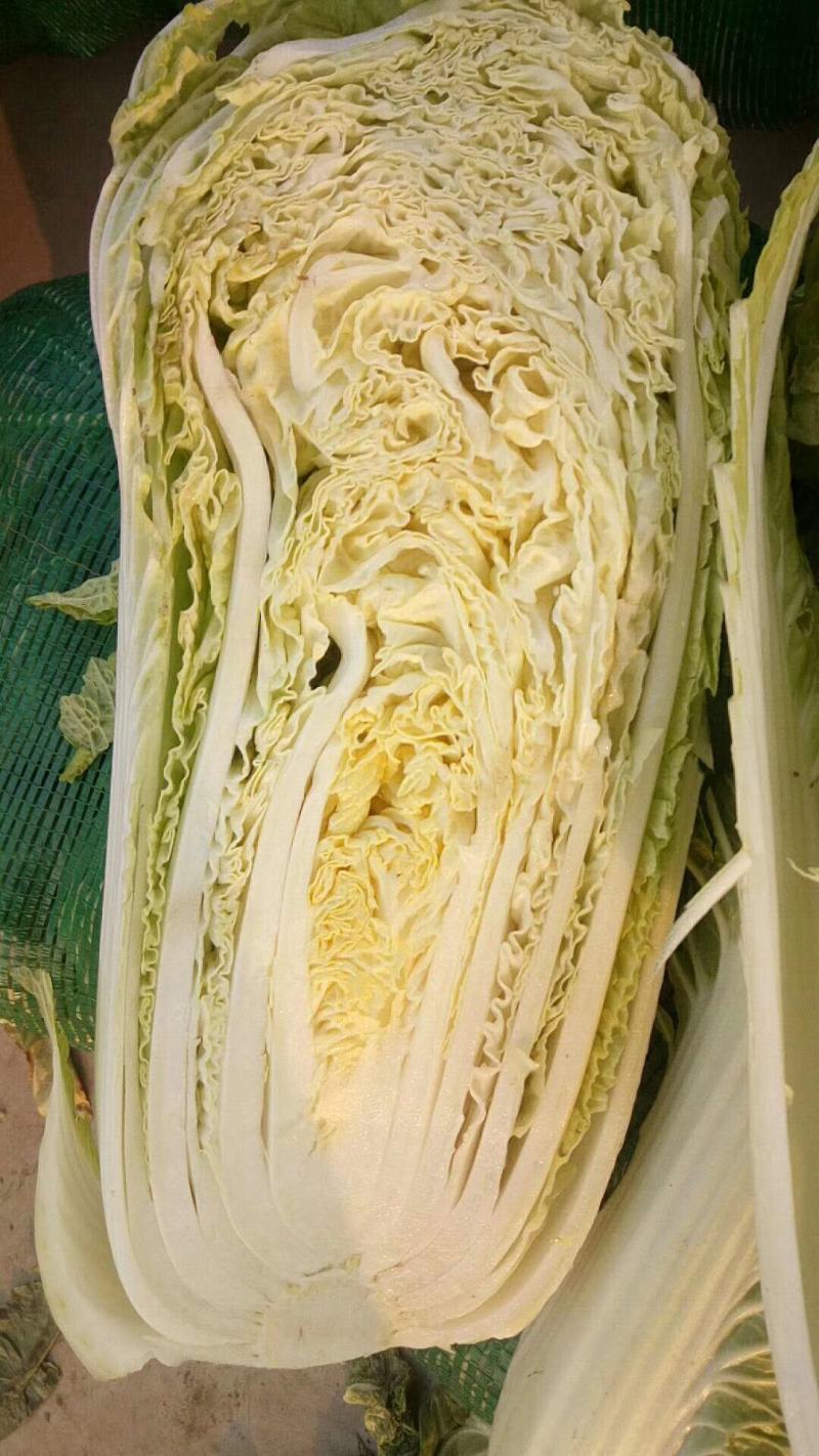 精品黄心大白菜大量供应