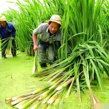 茭白苗高笋茭白苗双季茭白苗茭白苗四季高笋茭白苗四季茭