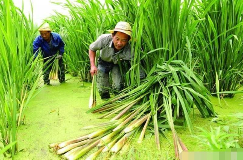 茭白苗高笋茭白苗双季茭白苗茭白苗四季高笋茭白苗四季茭