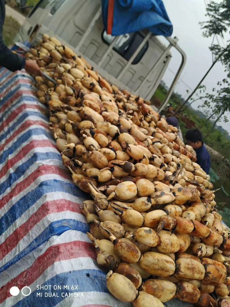 浅水藕种根莲藕种藕深水藕种高产食用莲藕种苗藕带苗藕苗