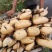 浅水藕种根莲藕种藕深水藕种高产食用莲藕种苗藕带苗藕苗