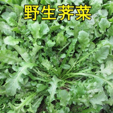 野生荠菜种子地菜种籽荠荠菜种籽秋冬四季野菜青菜蔬菜种孑农