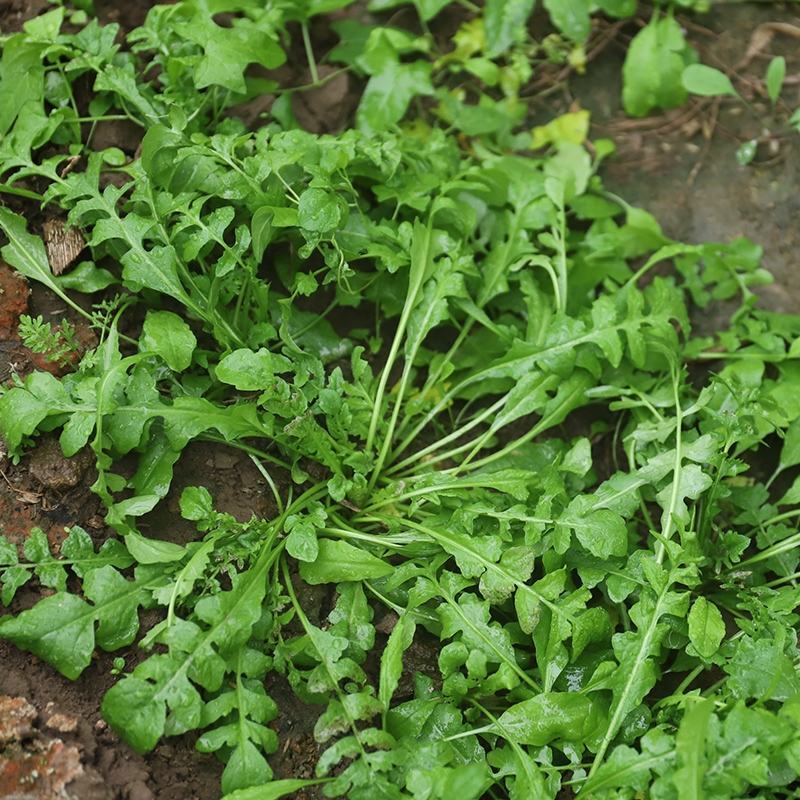 野生荠菜种子地菜种籽荠荠菜种籽秋冬四季野菜青菜蔬菜种孑农