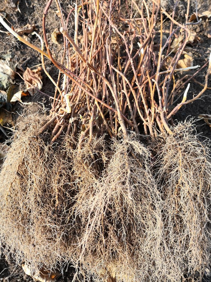 康鑫中药材苗木种植基地