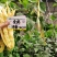 四季豆种子金扁芸豆种子嫩荚黄色果荚无筋无柴夹长肉厚不鼓粒