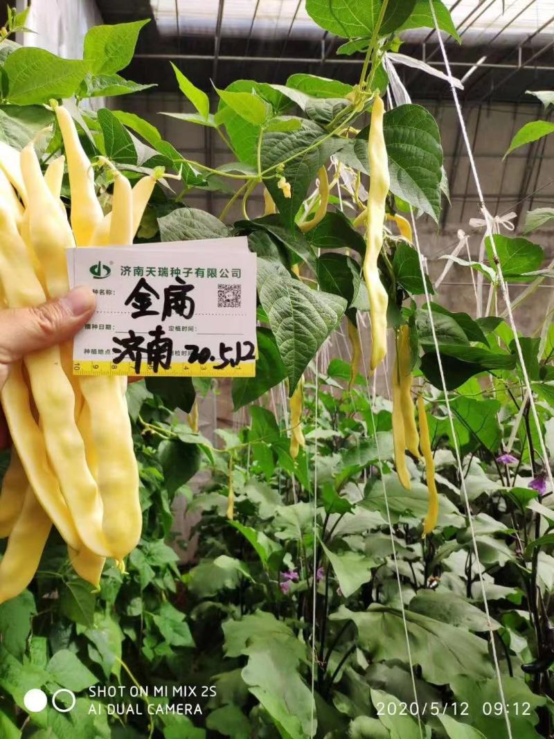四季豆种子金扁芸豆种子嫩荚黄色果荚无筋无柴夹长肉厚不鼓粒