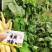 四季豆种子金扁芸豆种子嫩荚黄色果荚无筋无柴夹长肉厚不鼓粒