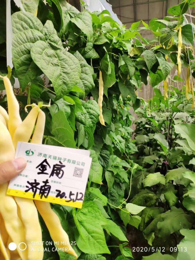 四季豆种子金扁芸豆种子嫩荚黄色果荚无筋无柴夹长肉厚不鼓粒