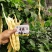 四季豆种子金扁芸豆种子嫩荚黄色果荚无筋无柴夹长肉厚不鼓粒