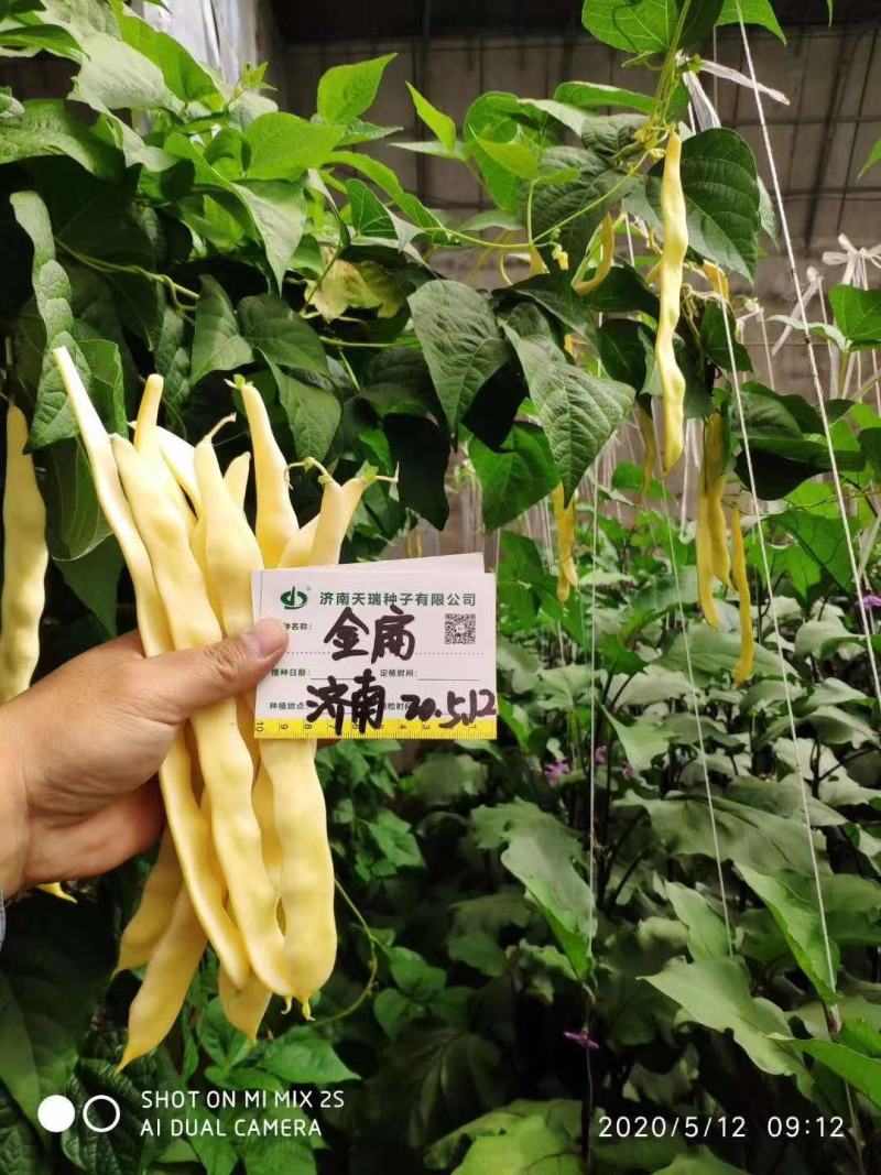 四季豆种子金扁芸豆种子嫩荚黄色果荚无筋无柴夹长肉厚不鼓粒