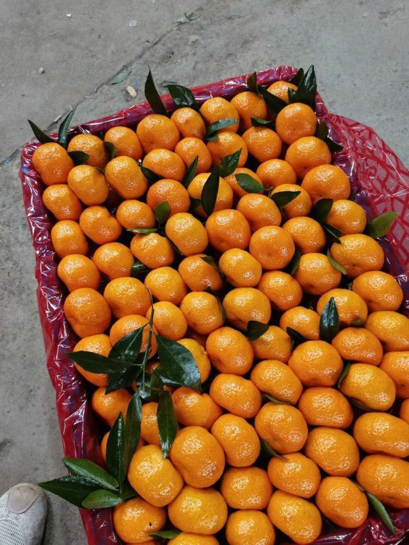 【精品】南丰蜜橘3~3.5cm果面干净口感好诚意服