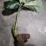 雪里见(半节烂)纯野生货，现挖现卖，量大优惠。包邮！