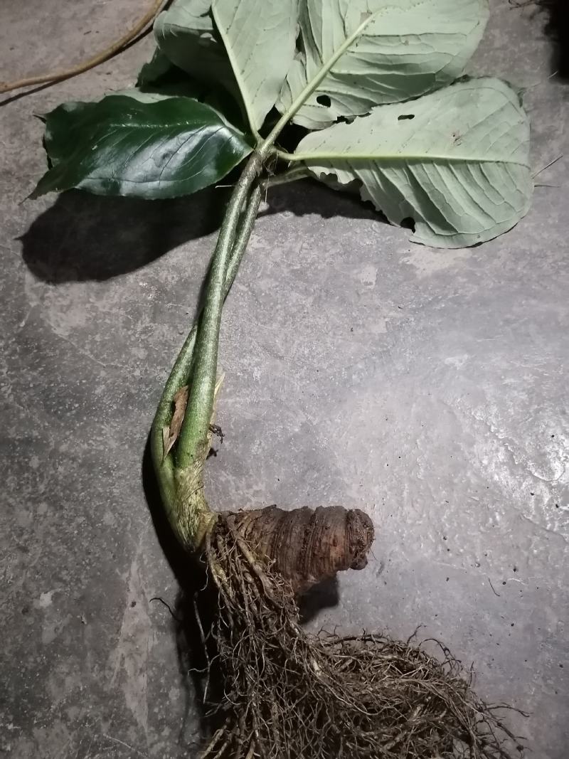 雪里见(半节烂)纯野生货，现挖现卖，量大优惠。包邮！