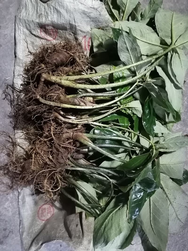 雪里见(半节烂)纯野生货，现挖现卖，量大优惠。包邮！