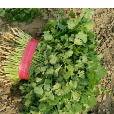 河南省商丘优质大叶香菜