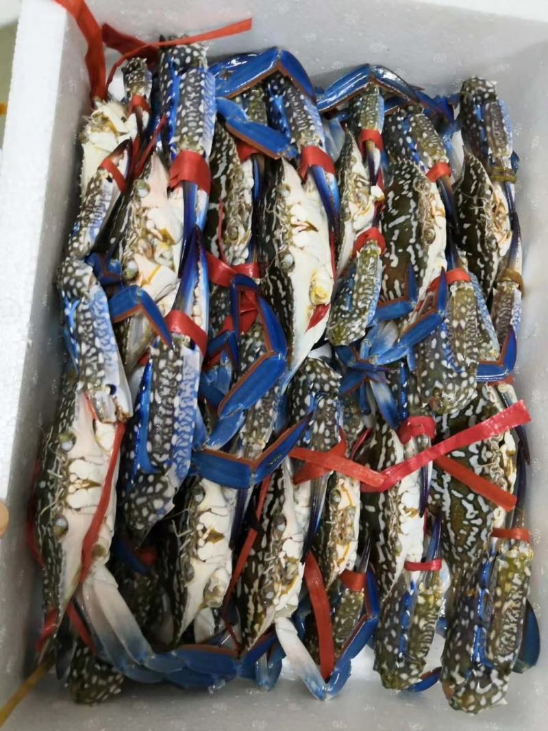 活冻蓝花蟹，肉质肥美，鲜甜，批发零售，适合各大酒店自助餐
