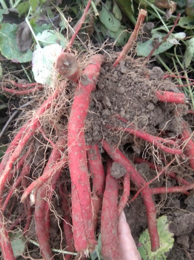 太和自己种植苗栽丹参